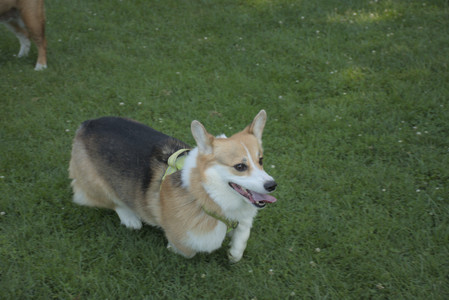 20250807_Thisbe and Dog Park and B and W dogs__DSC0288_.jpg