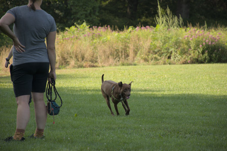 20250807_Thisbe and Dog Park and B and W dogs__DSC0292_.jpg