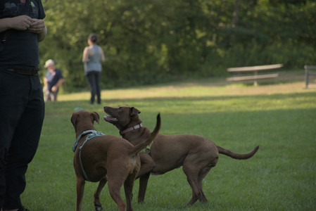 20250807_Thisbe and Dog Park and B and W dogs__DSC0303_.jpg