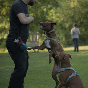 20250807_Thisbe and Dog Park and B and W dogs__DSC0304_.jpg