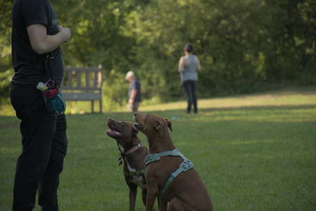20250807_Thisbe and Dog Park and B and W dogs__DSC0305_.jpg