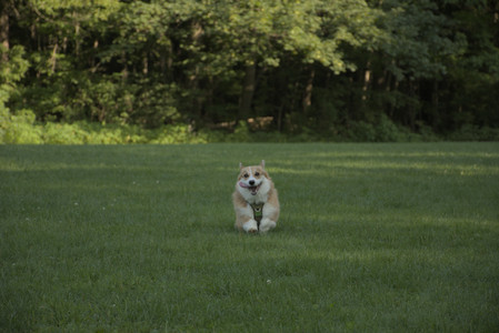 20250807_Thisbe and Dog Park and B and W dogs__DSC0311_.jpg