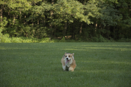20250807_Thisbe and Dog Park and B and W dogs__DSC0312_.jpg