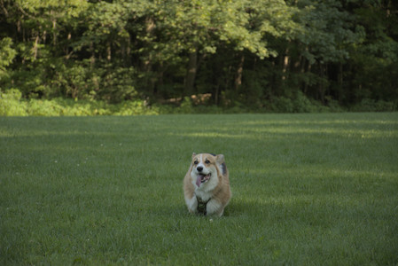 20250807_Thisbe and Dog Park and B and W dogs__DSC0313_.jpg