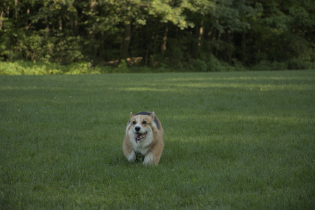 20250807_Thisbe and Dog Park and B and W dogs__DSC0314_.jpg