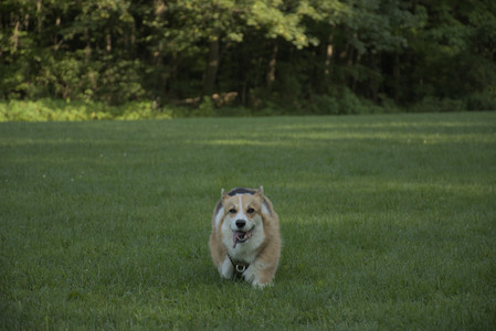 20250807_Thisbe and Dog Park and B and W dogs__DSC0315_.jpg