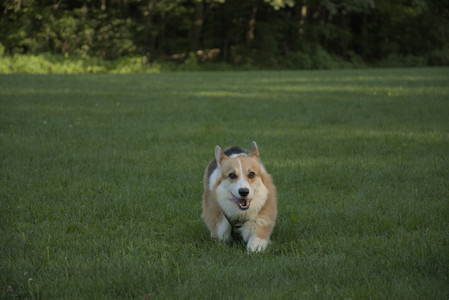 20250807_Thisbe and Dog Park and B and W dogs__DSC0316_.jpg