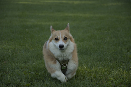 20250807_Thisbe and Dog Park and B and W dogs__DSC0317_.jpg