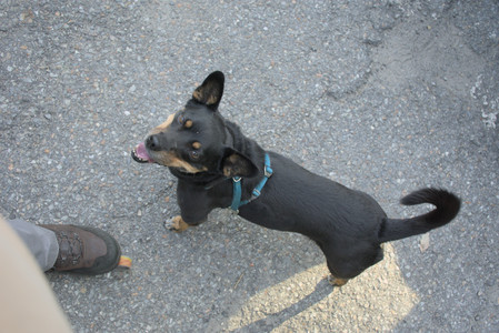 20250807_Thisbe and Dog Park and B and W dogs__DSC0322_.jpg