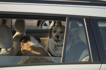 20250807_Thisbe and Dog Park and B and W dogs__DSC0323_.jpg