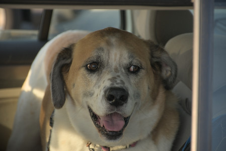 20250807_Thisbe and Dog Park and B and W dogs__DSC0325_.jpg