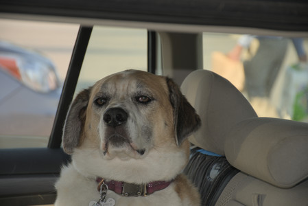 20250807_Thisbe and Dog Park and B and W dogs__DSC0326_.jpg