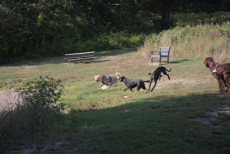 20250808_Dog Park__DSC0036_.jpg