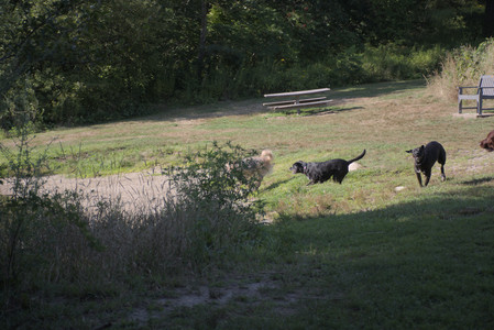 20250808_Dog Park__DSC0037_.jpg