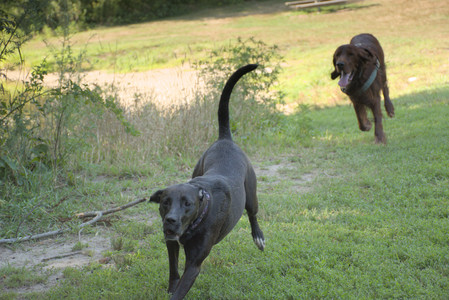 20250808_Dog Park__DSC0039_.jpg
