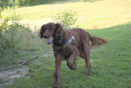 20250808_Dog Park__DSC0040_.jpg