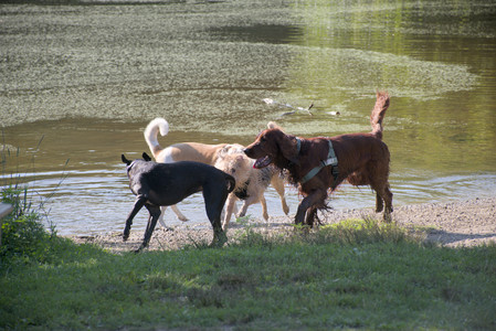 20250808_Dog Park__DSC0045_.jpg
