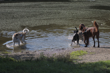 20250808_Dog Park__DSC0052_.jpg