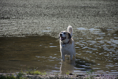 20250808_Dog Park__DSC0060_.jpg