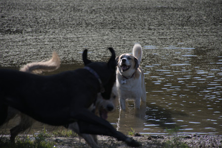 20250808_Dog Park__DSC0061_.jpg