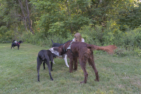 20250808_Dog Park__DSC0074_.jpg