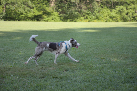 20250808_Dog Park__DSC0089_.jpg