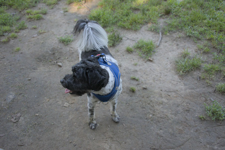 20250808_Dog Park__DSC0091_.jpg