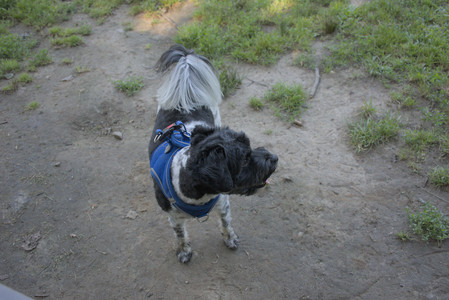 20250808_Dog Park__DSC0092_.jpg