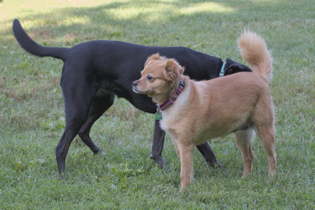 20250808_Dog Park__DSC0098_.jpg