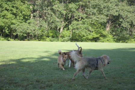 20250808_Dog Park__DSC0104_.jpg