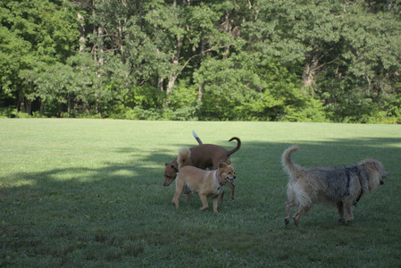 20250808_Dog Park__DSC0105_.jpg