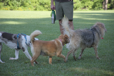 20250808_Dog Park__DSC0106_.jpg