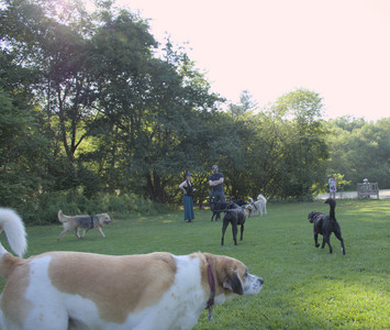 20250808_Dog Park__DSC0126_.jpg