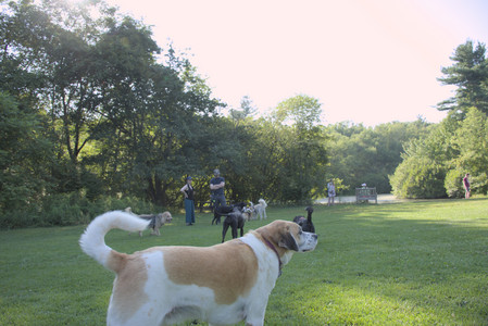 20250808_Dog Park__DSC0127_.jpg