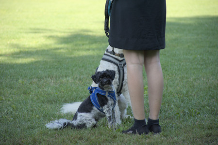 20250808_Dog Park__DSC0137_.jpg