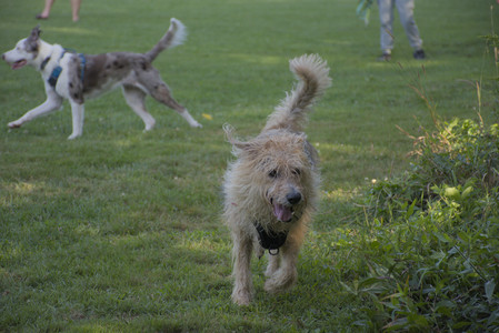 20250808_Dog Park__DSC0138_.jpg