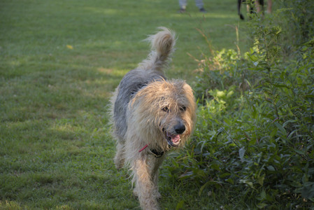 20250808_Dog Park__DSC0139_.jpg