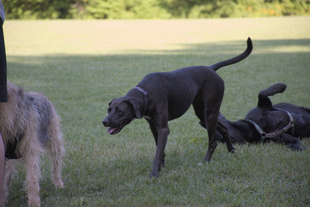 20250808_Dog Park__DSC0142_.jpg