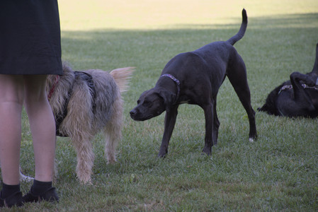 20250808_Dog Park__DSC0143_.jpg