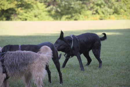 20250808_Dog Park__DSC0144_.jpg