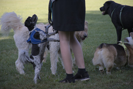 20250808_Dog Park__DSC0145_.jpg