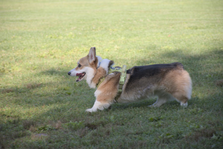 20250808_Dog Park__DSC0152_.jpg