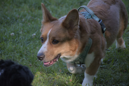 20250808_Dog Park__DSC0163_.jpg