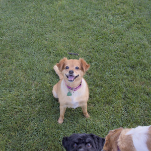 20250808_Dog Park__DSC0175_.jpg