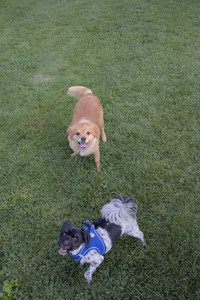 20250808_Dog Park__DSC0177_.jpg
