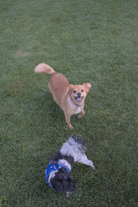 20250808_Dog Park__DSC0178_.jpg