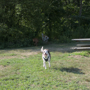 20250808_Dog Park__DSC0185_.jpg
