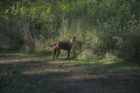 20250808_Dog Park__DSC0197_.jpg