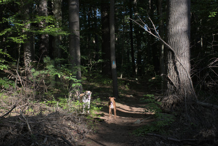 20250808_Dog Park__DSC0223_.jpg