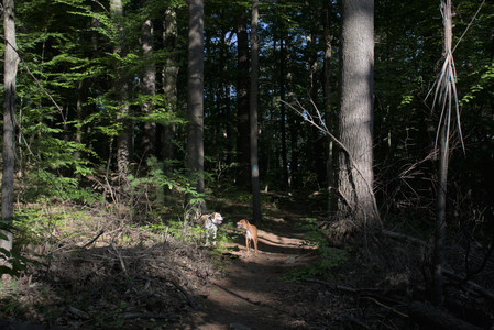 20250808_Dog Park__DSC0225_.jpg